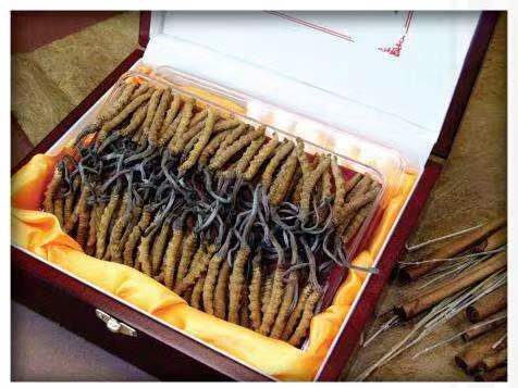 四子王冬虫夏草回收